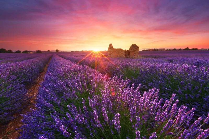 Private Day Trip to Marseille and Lavender Fields of Valensole with Minibus and private driver guide Private Day Trip to Marseille and Lavender Fields of Valensole with Minibus and private driver guide
