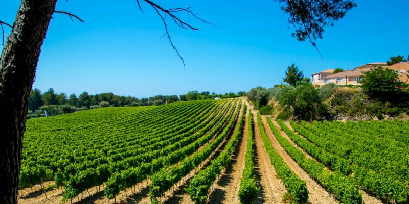 Professional Driver for a Private Provence Wine Tour Shore Excursion From Sanary sur Mer with a private driver Professional Driver for a Private Provence Wine Tour Shore Excursion From Sanary sur Mer with a private driver