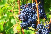 Châteauneuf-du-Pape Wine Day Tasting Minibus Tour With Driver-Guide