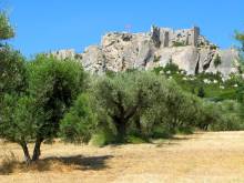 Savoring the peace and serenity of Les Baux-de-Provence's olive orchards, where rows of ancient trees bear witness to the region's agricultural heritage