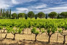 Indulging in the rich aromas and flavors of Provence's renowned wines, a true sensory delight for wine enthusiasts