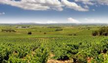 Immersed in the enchanting beauty of vine-covered hills