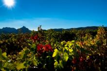 A Private Provence Wine Tour From Aix-en-Provence with a chauffeur guide