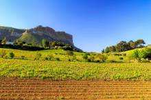 Capturing the rustic charm of Provence's wineries, where tradition and passion come together to create exquisite wines