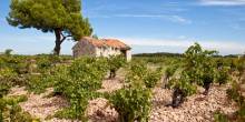 Exploring the picturesque landscapes of Châteauneuf-du-Pape