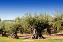 Indulging in the tranquility of the Provençal countryside, where olive groves, vineyards paint a tapestry of colors