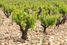 Savoring the fruits of labor, as vineyards transform into a tapestry of flavors