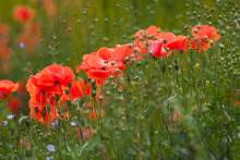 Capturing the solemnity and remembrance of the Normandy D-Day beaches and war cemetery