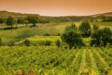 Immerse yourself in the enchanting world of Provence wines, where vineyards stretch as far as the eye can see