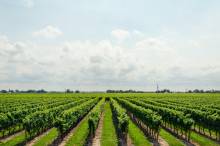 Basking in the warm embrace of sun-kissed vineyards