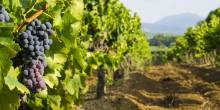 A Private Crus Classes of Provence Wine Tour Shore Excursion From Saint Tropez