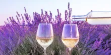 A Private Crus Classes of Provence Wine Tour Shore Excursion From Saint Tropez